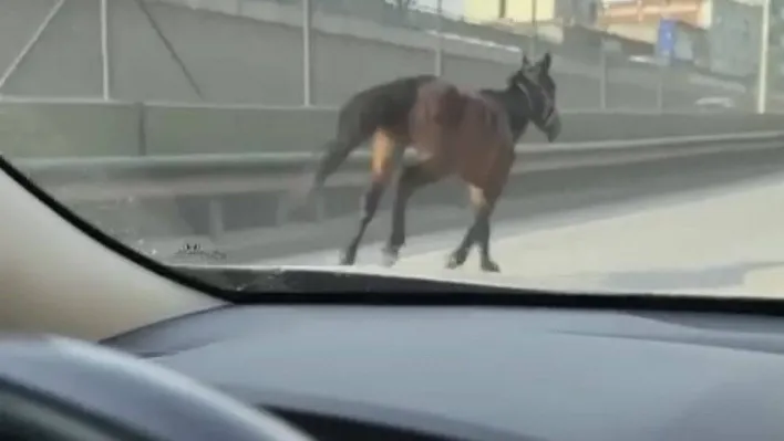 Başıboş atlar trafiği tehlikeye sokuyor