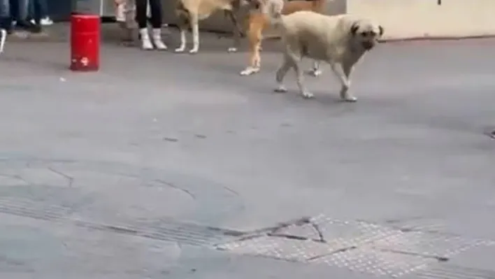 Başıboş sokak köpekleri, küçük çocuğu olan bir kadının etrafını çevirdi