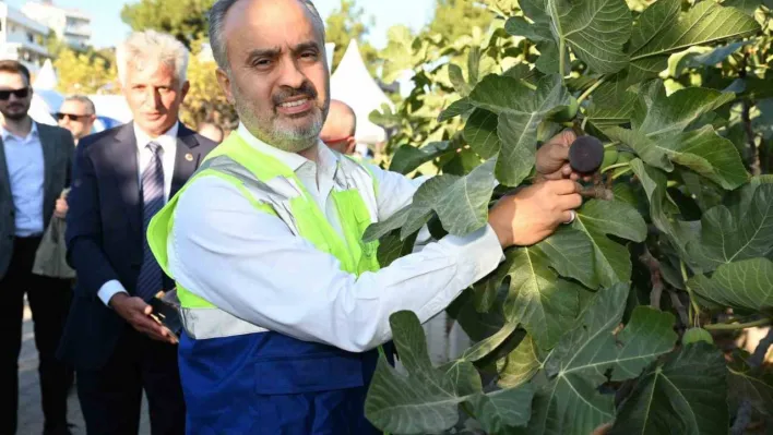 Başkan Aktaş siyah incir hasadına katıldı