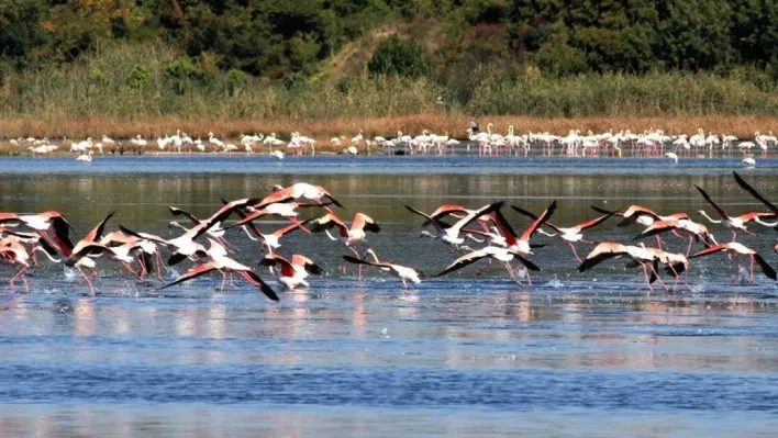 Başkan Metin Oral: 'Hersek Lagünü çok değerli bir sulak alandır'