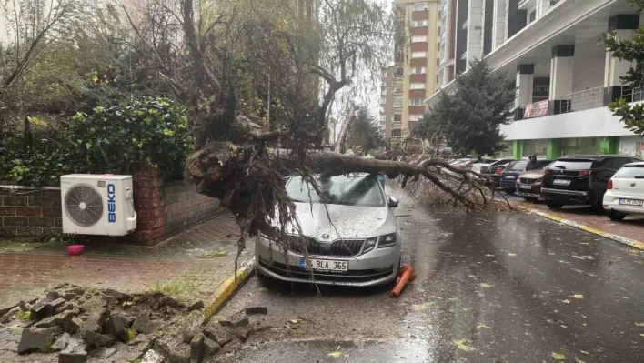 Beylikdüzü'nde şiddetli rüzgar nedeniyle ağaç, bir kadının üzerine devrildi