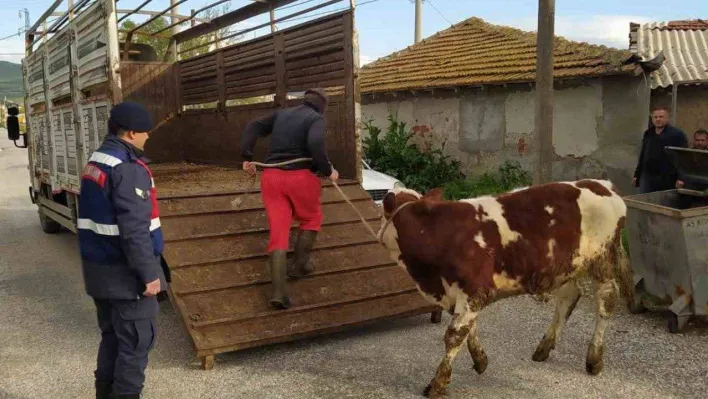 Bigadiç Jandarma'dan hayvan hırsızlarına geçit yok
