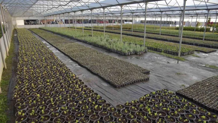 Bilecik Belediyesi kendi seralarında ürettiği bitkilerle kenti renklenecek