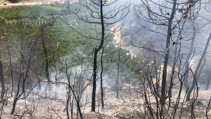 Bilecik'te orman yangını ekipler tarafından söndürüldü