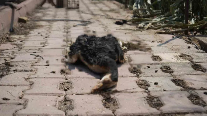 Bilecik'teki orman yangını ardında üzücü görüntüler bıraktı