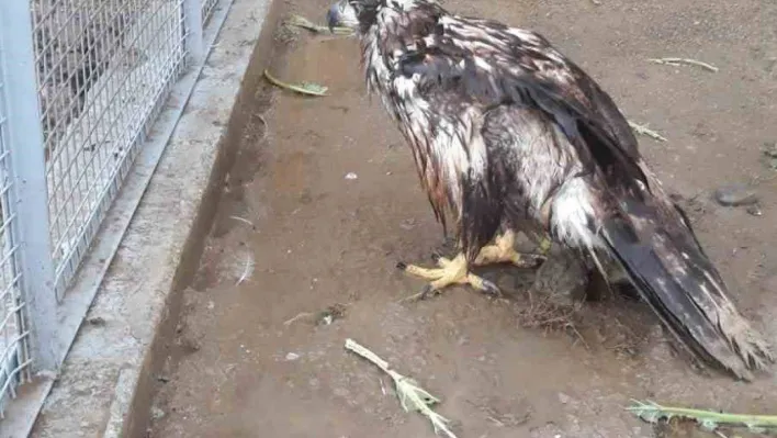 Bolu'da ampute edilen Şah Kartal'a, Sakarya'da özenle bakılacak