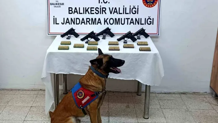 Bomba köpeği 'Vaha' kaçak silahları buldu