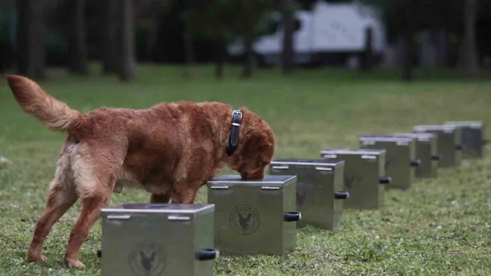 Bomba uzmanı köpeklerin nefes kesen eğitimi