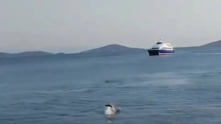 Bostancı Sahili'nde yüzen yunuslar kameraya yansıdı