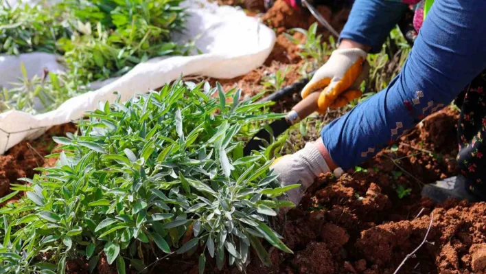 Botanik Vadi'de yılın ikinci adaçayı hasadı yapıldı