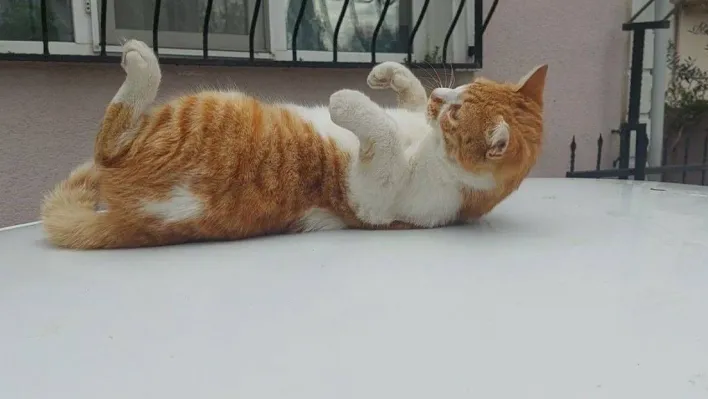 Bu da şaklaban kedi: Kameraları görünce poz verip dans ediyor