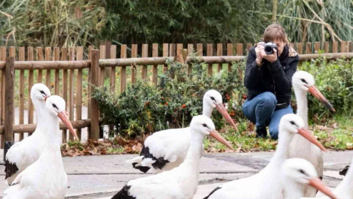 Bu leyleği fotoğraflamak için 2 bin kilometre yol katetti