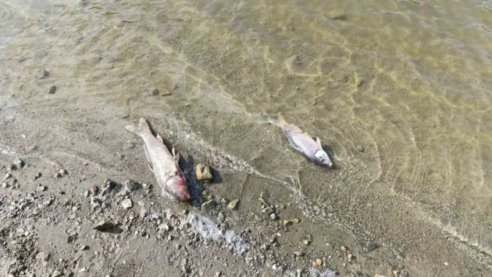 Burcun Göleti'nde balık ölümleri