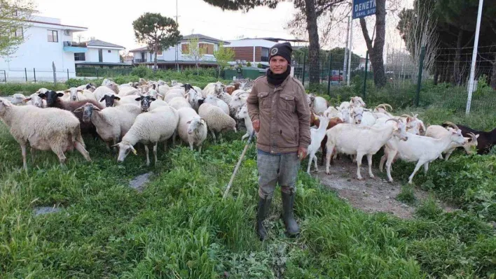 Burhaniye'de bahar yağmurları çobanları sevindirdi