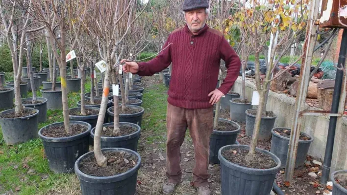 Burhaniye'de meyve ağaçları saksıya girdi
