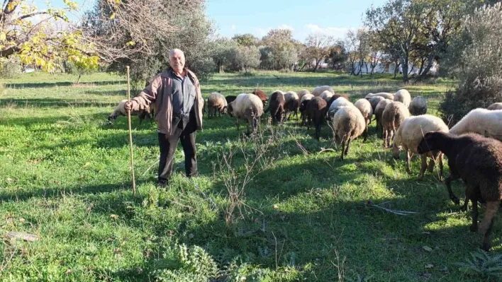 Burhaniye'de yağışlar çobanları sevindirdi