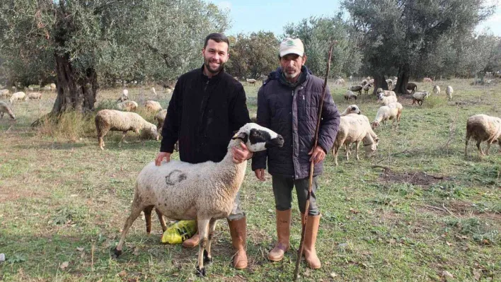 Burhaniye'de yağmurlar çobanları sevindirdi