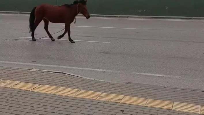 Bursa'da anayola çıkan at tehlike saçtı