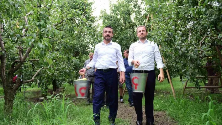 Bursa'da armut hasadı başladı... İlk meyveler Milletvekili Kılıç ve Başkan Tanır'dan