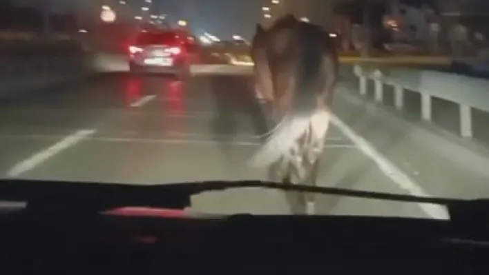 Bursa'da başıboş atlar tehlike saçtı