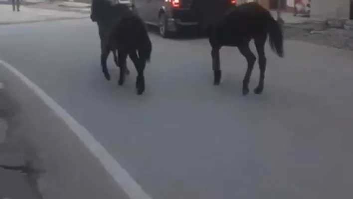 Bursa'da başıboş atlar trafiğe çıktı