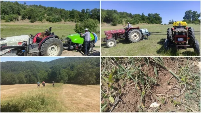 Bursa'da çekirge ile mücadele başladı