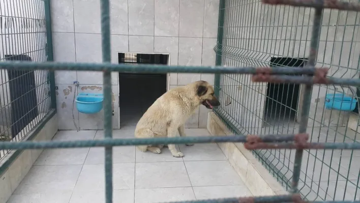 Bursa'da köpeğin saldırdığı çocuk yaralandı