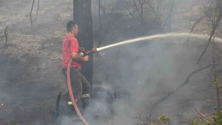 Bursa'da orman yangını arıları telef etti, ekipler alevlere böyle müdahale etti