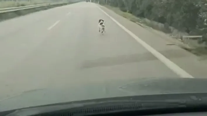 Bursa'da yağmura aldırış etmeden koşan köpek yürekleri burktu