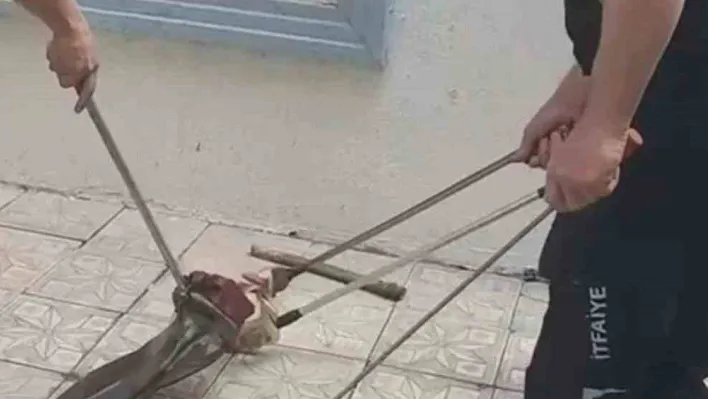 Bursa'da yılan paniği