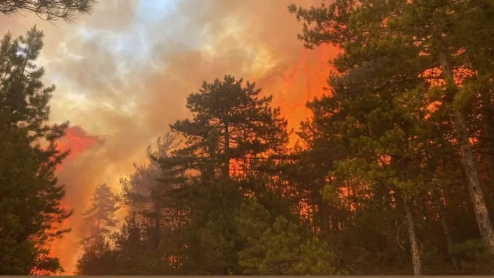 Bursa'daki orman yangını 50 dekarlık alanda etkili oluyor