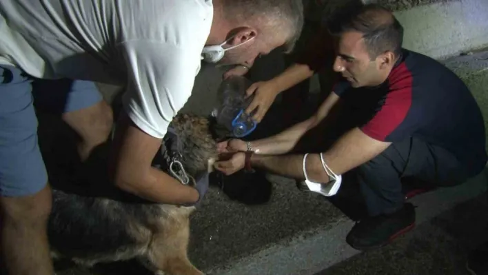 Bursa'daki yangından etkilenen hayvanlar böyle kurtarıldı