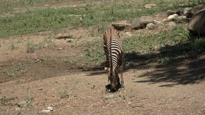 Bursa Hayvanat Bahçesi'nde zebra ailesi genişliyor
