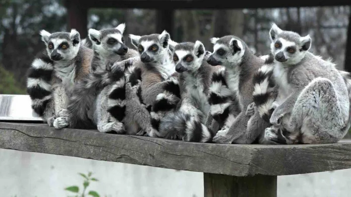 Bursa Hayvanat Bahçesi'nin sevimli yavruları ilgi odağı
