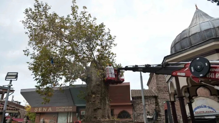 Bursa'nın asırlık çınarı koruma altına alındı