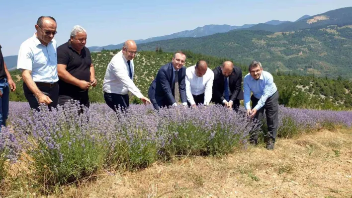 Bursa'nın dağlarında yetişen lavantaların hasadı başladı
