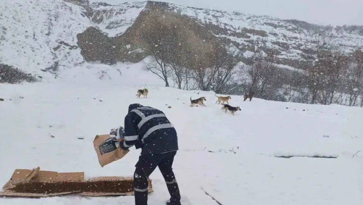 Büyükçekmece Belediyesi kar yağışı altında sokak hayvanlarını  unutmadı