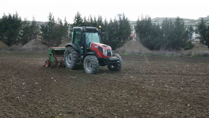 Büyükçekmece'de atıl araziler buğdayla buluştu