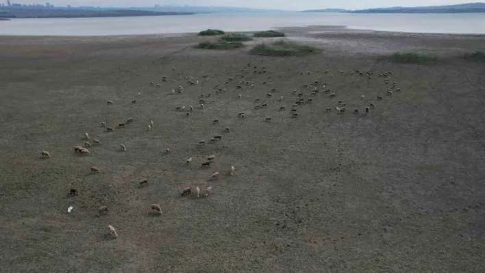 Büyükçekmece'de gölün büyük kısmı kurudu, koyunlar otlamaya başladı