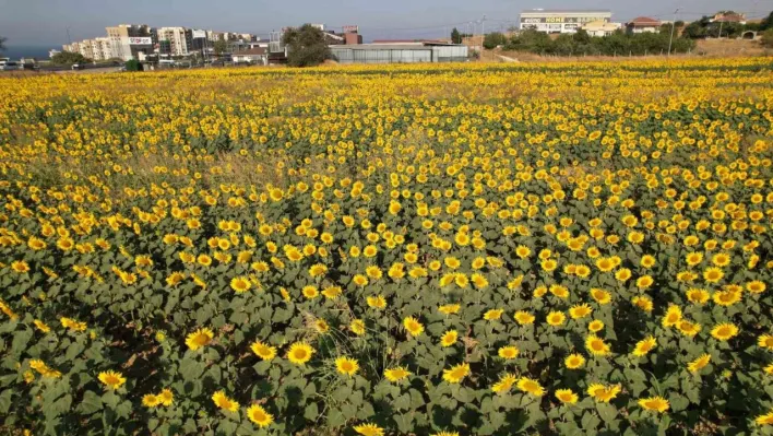 Büyükçekmece'de görsel şölen: Ayçiçek tarlaları yol kenarlarını sarıya boyadı