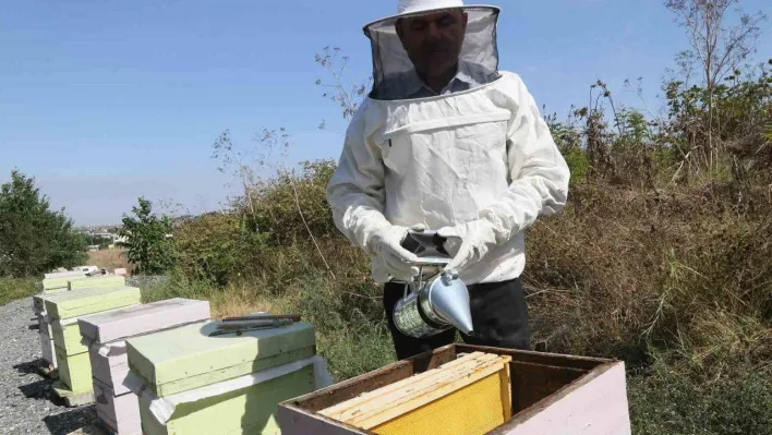 Büyükçekmece'de ilk bal hasadı gerçekleşti