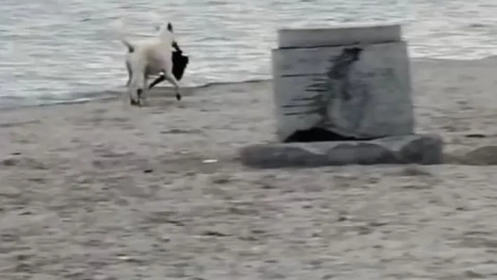 Büyükçekmece'de kapkaççı köpek kameraya yansıdı