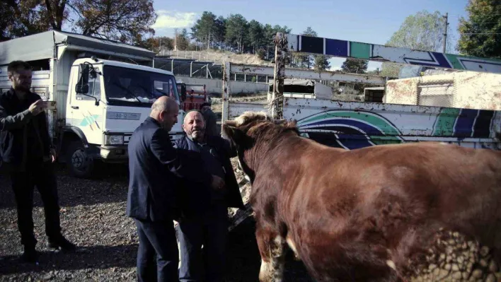 Büyükorhan Marmara'da hayvancılığın merkezi oldu