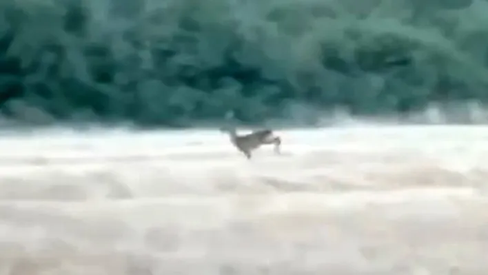 Çanakkale'de alevler arasından kaçan karaca cep telefonu kamerasına yansıdı