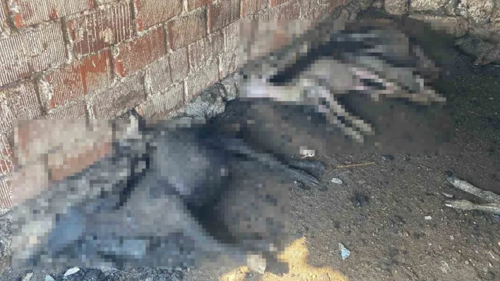 Çanakkale'de çıkan orman yangınında damlar yandı, hayvanlar telef oldu