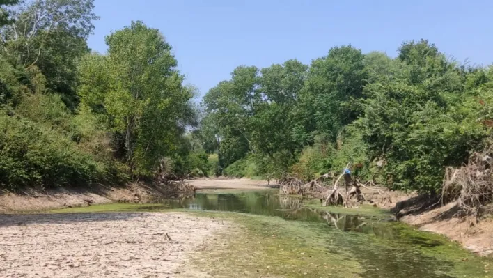 Çanakkale'de kuraklık çayı vurdu, çok sayıda balık öldü
