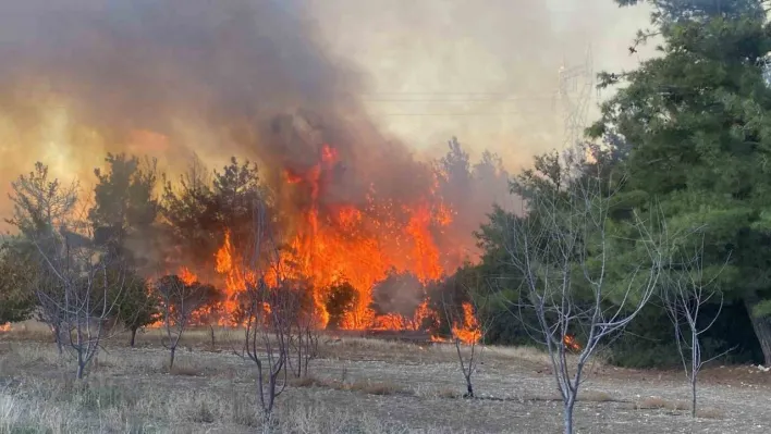 Çanakkale'de orman yangını