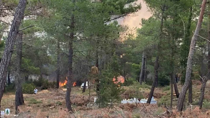 Çanakkale'de orman yangını