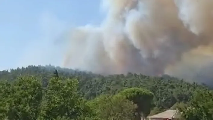 Çanakkale'de orman yangını