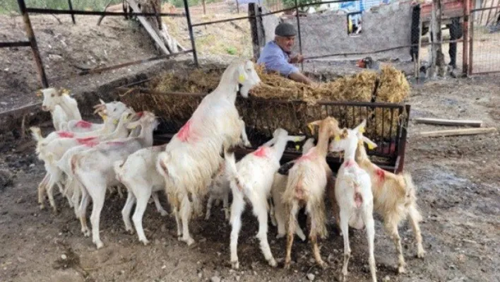 Çanakkale'de orman yangınlarının yaraları sarılmaya devam ediyor